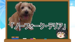 【ゆっくり解説】犬種３１：ノーフォーク・テリア