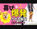 大騒ぎ！飼い主が帰宅して狂喜乱舞する柴犬がかわいい