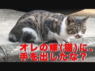 若い野良猫夫婦、間男猫の登場で昼ドラみたいになる