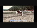 引退競走馬の【Vlog】part12