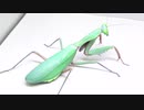 ［閲覧注意!!］再編集　オーストラリア産カマキリ(成虫)にゴキブリを与えてみた。（Hierodula majuscula)