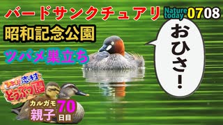 0708【昭和記念公園バードサンクチュアリ行ってみたが・・・】ツバメ巣立ち、カイツブリ、カワセミ、ツミ、カルガモ親子など【今日撮り野鳥動画まとめ】身近な生き物語