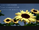 ひまわりの約束 歌ってみた * 立花 真