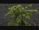 雨の音20200708-2【作業用BGM】