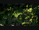 風見芳明