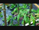 今村格