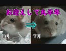 こんなに大きくなりました。 He has grown so big.  #61【ハムスター物語】
