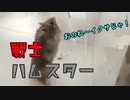 果敢に立ち向かうハムスター Hamster bravely confronting.  #62【ハムスター物語】