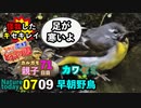 0709【朝5時にいつもの川見てみた】カルガモ親子、マルガモ養父？足怪我キセキレイ、ツバメ親子コサギなど【今日撮り野鳥動画まとめ】身近な生き物語