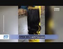 人間の頭髪を使った中国製ウィッグ13トン押収