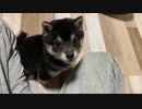 【豆柴】気絶注意！甘え方を覚えた子犬が可愛すぎるwww【キュン死】