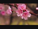 春恋  作詞・作曲  erio-絵莉和