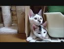 子供のころからダンボール好きだった猫