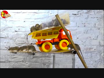 ホモと学ぶネズミトラップ.truck