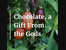 Chocolate, A Gift From The Gods