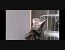 動く光を追いかける桜ちゃん