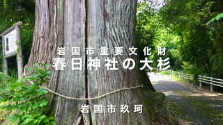 岩国市玖珂　樹齢六百年の巨樹　春日神社の大杉