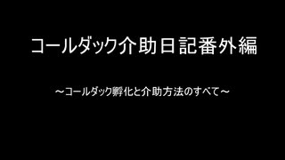 コールダック介助日記番外編