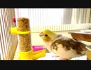 お水を飲むオカメインコ