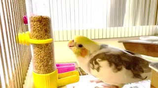 お水を飲むオカメインコ