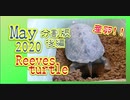 【クサガメ産卵】分割後編カメコ5月の様子[Turtle spawning] Reeves turtle