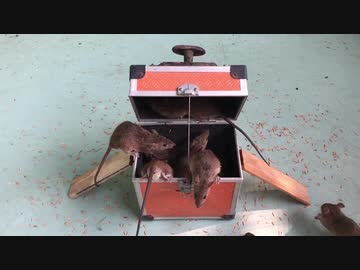 ホモと学ぶネズミトラップ.mimic