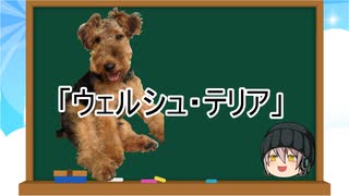 【ゆっくり解説】犬種３２：ウェルシュ・テリア