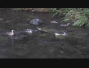 地震で揺れてる最中のカルガモ親子の反応