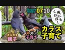 0710【カラスとスズメの子育て】びっくり鳩、カルガモ親子、ハクセキレイ雛捕食、マルガモ【今日撮り野鳥動画まとめ】身近な生き物語