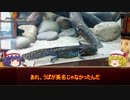 【ゆっくり解説】第４回ゆっくりどうぶつずかん【メキシコサンショウウオ】