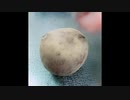 potatoになっていく【歌ってみた】【りいら】
