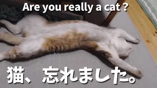 猫であることを忘れた猫