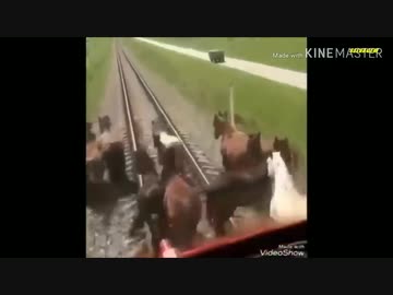 ホモと見る電車vs動物