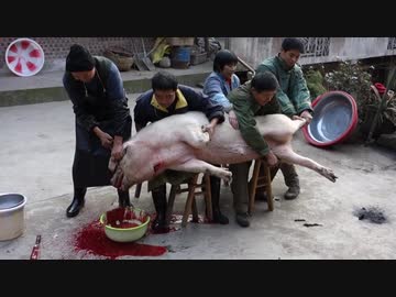 ホモと見る豚の解体