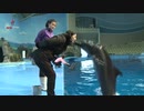 ホモと見る北朝鮮の日常 EP.27 水族館に行ってみた
