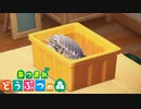 【実況】自由気ままに無人島ライフ ６５日目【あつ森】