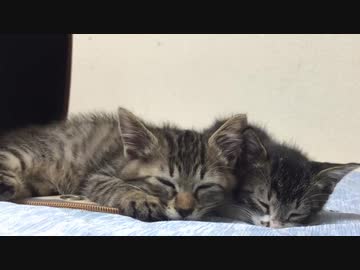 因縁のコネコチャンズ、心優しき猫たちに育つ