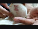 【うさモル動画】生まれてはじめてのいちごをうさぎとモルモットにあげてみた