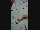 拾い猫の子育て19