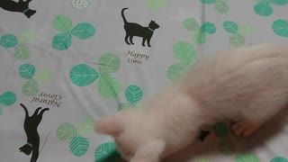 拾い猫の子育て19