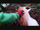 (閲覧注意)変態忍者の、有害鳥獣駆除従事活動記・その１１５