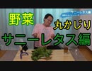 【野菜丸かじり企画】サニーレタス食べてみた！【いまさらトライチャンネル】#67