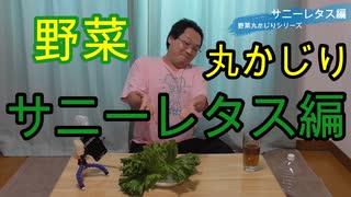 【野菜丸かじり企画】サニーレタス食べてみた！【いまさらトライチャンネル】#67