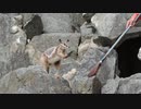 【ノーナレ動物動画】シマオイワワラビー「ゔぁああ！後生ですから！もっとモフってください！！」【ひびき動物ワールド】