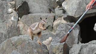 【ノーナレ動物動画】シマオイワワラビー「ゔぁああ！後生ですから！もっとモフってください！！」【ひびき動物ワールド】