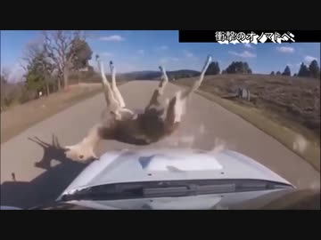 ホモと見る車vs動物