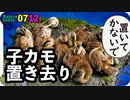 0712【カルガモ引っ越し置き去り悲劇】12雛鴨、カラス親子、カワセミ雄雌、ヒヨドリ雛【今日撮り野鳥動画まとめ】身近な生き物語