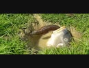 自分から入っていくのか（困惑）.fish