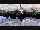 川を飛ぶネコ