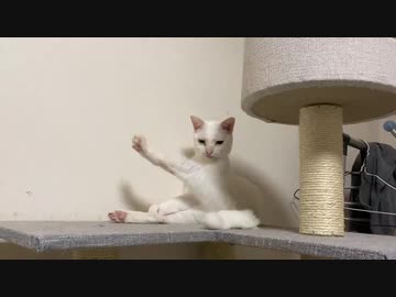 ウチューネコチャン、猫とは何か？を哲学する